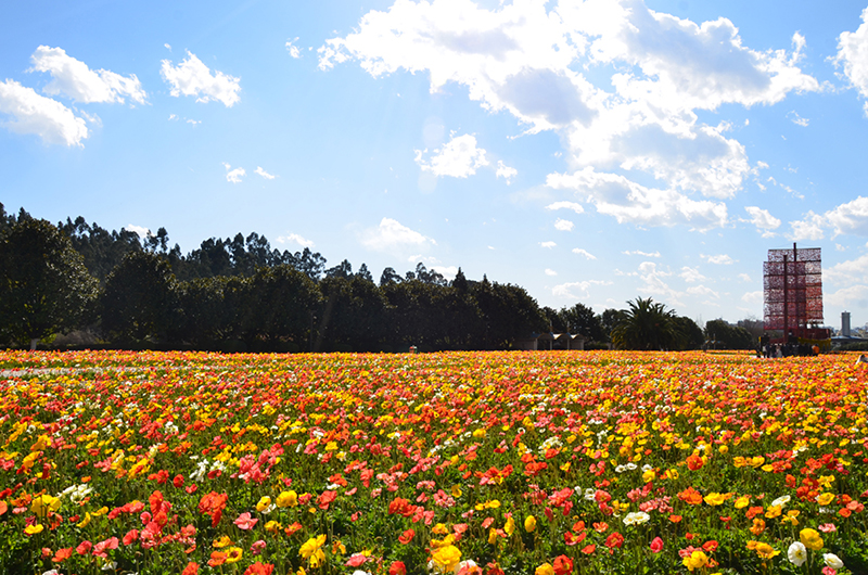 花園大道.JPG